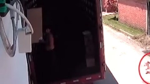 perro atropellado ambulancia cruz roja