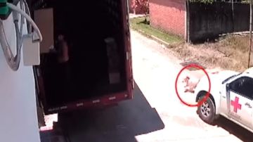 perro atropellado ambulancia cruz roja
