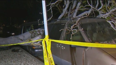 En West Los Ángeles un árbol cayó sobre varios vehículos estacionados en el bulevar Pico.
