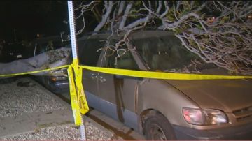 En West Los Ángeles un árbol cayó sobre varios vehículos estacionados en el bulevar Pico.