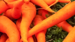 Se detectó un brote de E. Coli en Estados Unidos.