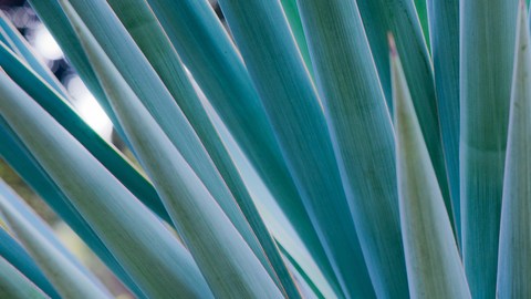 agave