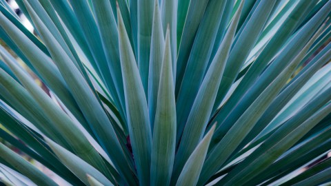 agave