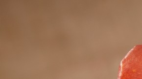 Foto: Shutterstock