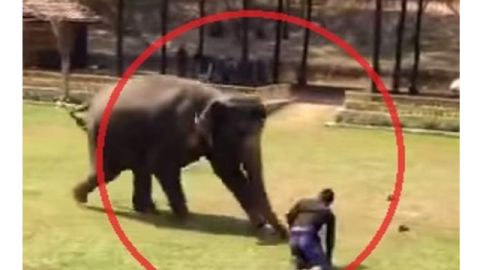 tailandia elefante viral