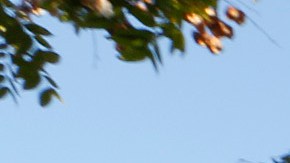 Las fotografías de  Juan "Johnny" Aguilar, 28, y Antonio "Tony" Aguilar, 32,  adornan un altar en su honor, luego de que fueran asesinados en el Parque Ruben Salazar de East LA.  / Aurelia Ventura