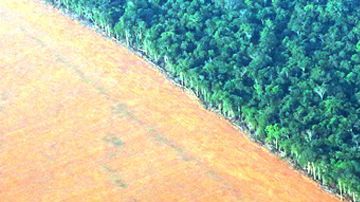 Bosque amazónico junto a tierra talada y preparada para la plantación de soya en Mato Grosso, Brasil. Hasta el 57% de las especies de árboles podrían ser clasificadas "en peligro" si el actual ritmo de deforestación continúa.