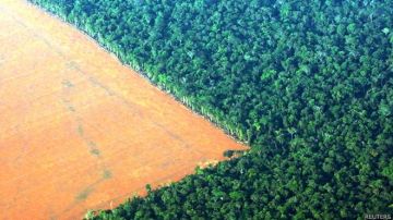 Bosque amazónico junto a tierra talada y preparada para la plantación de soya en Mato Grosso, Brasil. Hasta el 57% de las especies de árboles podrían ser clasificadas "en peligro" si el actual ritmo de deforestación continúa.