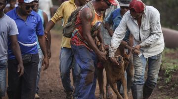 Hombres rescatan un perro cubierto por lodo tras uno de los peores accidentes mineros del país.