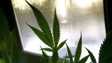 Cultivo de Cannabis.