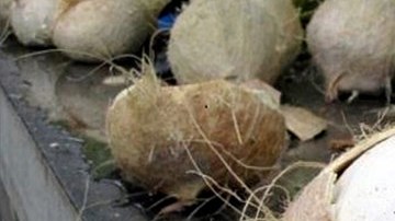 Coco relleno de metanfetaminas