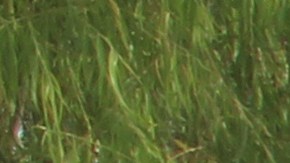 Decenas de migrantes cubanos cruzan este viernes 20 de noviembre de 2015 el río Suchiate, en la frontera de México con Guatemala