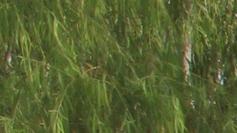 Decenas de migrantes cubanos cruzan este viernes 20 de noviembre de 2015 el río Suchiate, en la frontera de México con Guatemala