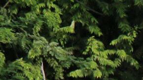 Inmigrantes Cubanos repelidos por las fuerzas policlaes de NIcaragua, en el puesto fronterizo de Peñas Blancas, Costa Rica.