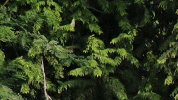 Inmigrantes Cubanos repelidos por las fuerzas policlaes de NIcaragua, en el puesto fronterizo de Peñas Blancas, Costa Rica.