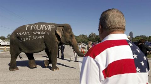 Un partidario de Donald Trump llevó un elefante con una consigna a favor del candidato, en Florida.