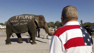 Un partidario de Donald Trump llevó un elefante con una consigna a favor del candidato, en Florida.