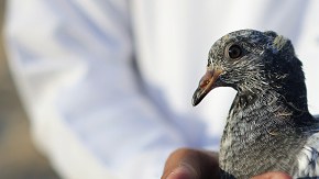 Las palomas están acostumbradas a detectar anomalías en patrones complejos, como por ejemplo cuando buscan insectos y semillas en el suelo.