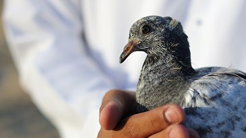 Las palomas están acostumbradas a detectar anomalías en patrones complejos, como por ejemplo cuando buscan insectos y semillas en el suelo.