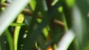 Miembros de una familia guatemalteca caminan en territorio mexicano tras cruzar la frontera ilegalmente.