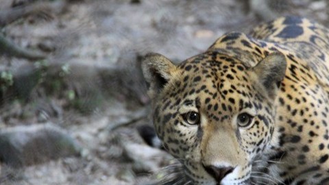 Decomiso de especies exóticas.