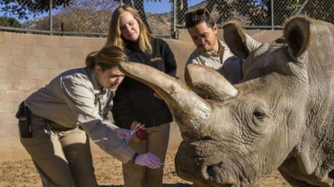 nola rinoceronte blanco