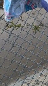 La recién nacida que estaba debajo de unas piezas de asfalto y basura dentro de un agujero al lado de un sendero para bicicletas. /SUMINISTRADA