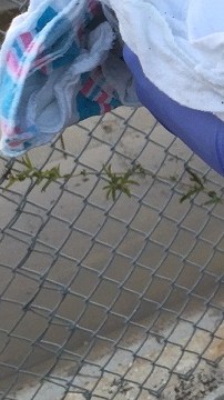 La recién nacida que estaba debajo de unas piezas de asfalto y basura dentro de un agujero al lado de un sendero para bicicletas. /SUMINISTRADA