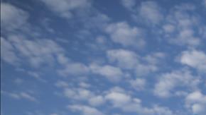 rinoceronte san diego california