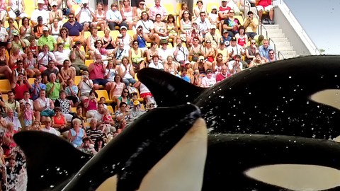 orcas
