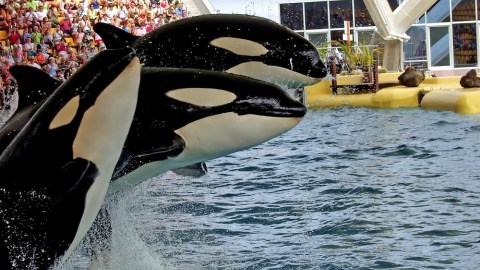 orcas