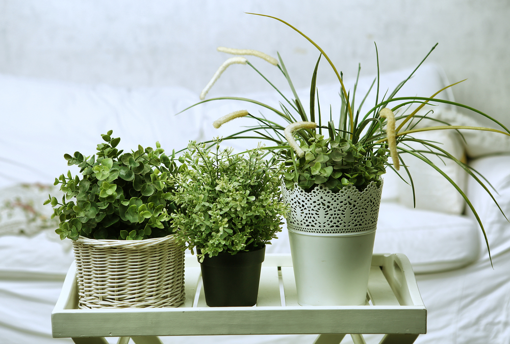 plantas