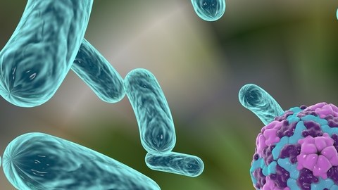 bacterias