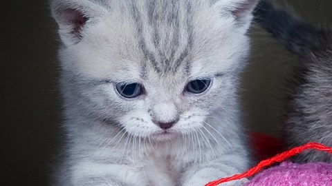gatos