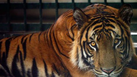 tigre