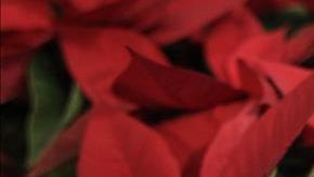 un plato de "romeritos", tradicional cena de Navidad en Ciudad de México.