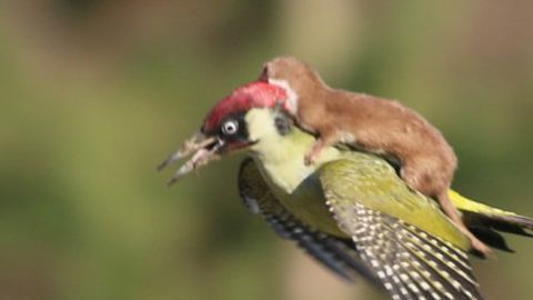 El fotógrafo aficionado Martin Le-May captó el momento en un parque de Londres.