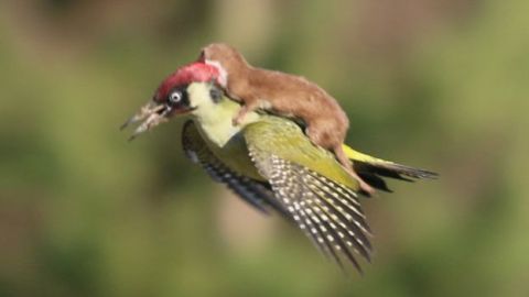 El fotógrafo aficionado Martin Le-May captó el momento en un parque de Londres.