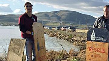 La foca intentó cruzar la carretera en el norte de California en más de una ocasión.