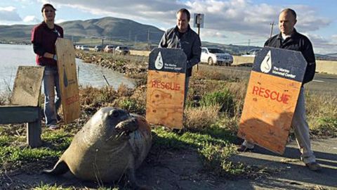 La foca intentó cruzar la carretera en el norte de California en más de una ocasión.