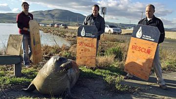 La foca intentó cruzar la carretera en el norte de California en más de una ocasión.