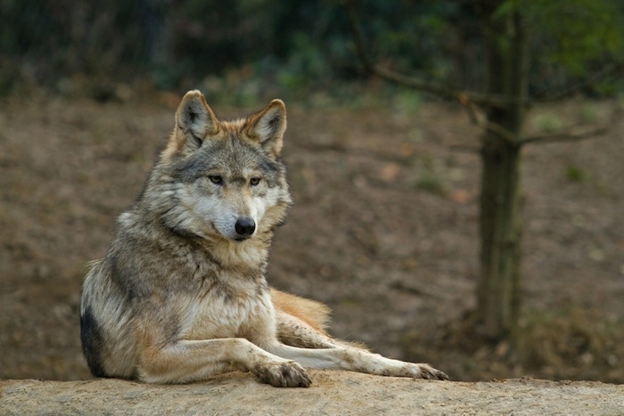El lobo mexicano, un caso especial en la lucha de conservación de especies.