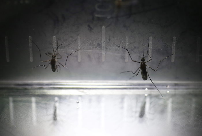 Más de 11 mil casos de chikungunya confirmados en 28 estados de México