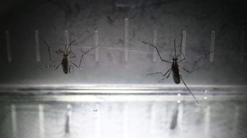 mosquitos-efe-chikungunya