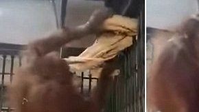 orangutan hamaca