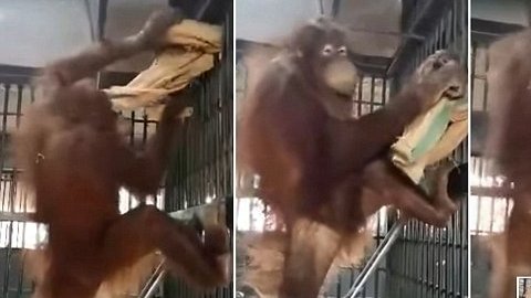orangutan hamaca