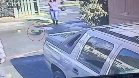 La mujer es buscada por maltratar a un perro pug.