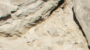 La mutilación de extremidades es algo común entre los soldados que han ido a la guerra incluyendo la pérdida de los genitales.