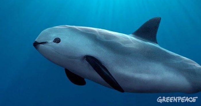 La vaquita marina, el cetáceo más pequeño del mundo, podría extinguirse el próximo año.