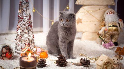 Las velas prendidas son un peligro para los gatos y perros.